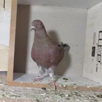 کبوتر گمشده