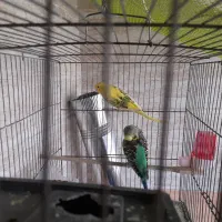 دوجفت مرغ عشق سروحال|پرنده|قدس, شهرقدس|دیوار