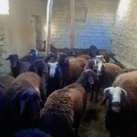 فروش فوری بره نر پروار
