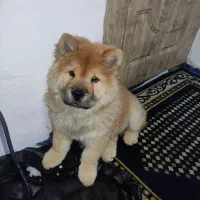 توله سه ماهه چاو چاو اصیل وارداتی|سگ|تهران, خرمشهر|دیوار