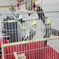 عروس هلندی ۳ ماده ۲ نر
