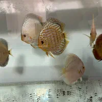 ماهی دیسکس سالم و نژاد دار|ماهی|تهران, باغ فیض|دیوار