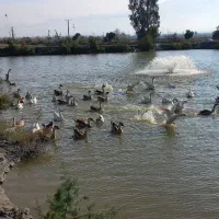 غاز نژاد دار لیندا و قو غاز