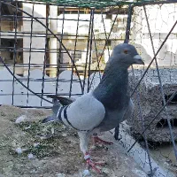 کفتر رنگه تهرونی کله سیاه ساده سفید سبز همه یکجا