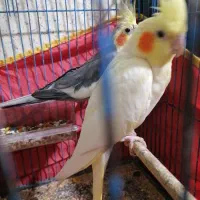 یک جفت بللغ اماده تخم کردن