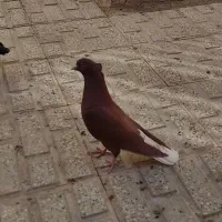 سرخ دم سفید دم سفید طوقی هفت رنگ