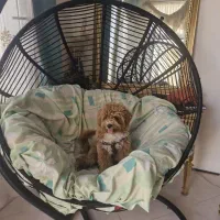 سگ از نژاد پودل|سگ|کاشان, شهرک امیرالمومنین|دیوار