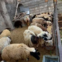 میش وبره|حیوانات مزرعه|الیگودرز, |دیوار