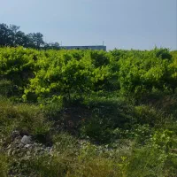 فروش باغ ویلایی