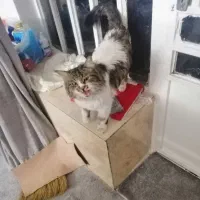 گربه دست اموز|گربه|کازرون, |دیوار