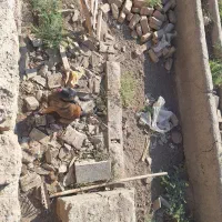 سگ مالینویز ماده