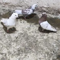 کفتر کبوتر|حیوانات|کرمان, |دیوار