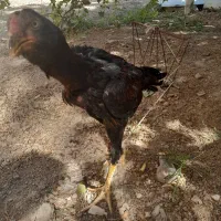 جوجه خروس لاری
