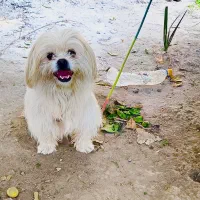 توله سگ  پا کوتاه پشمالو