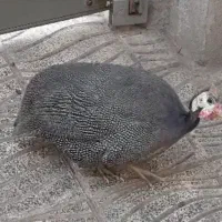 دوتامرغ شاخ دار|حیوانات مزرعه|تخت سلیمان, |دیوار