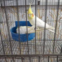 عروس هلندی|پرنده|زرند, |دیوار