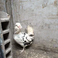 جوجه گلین پنگوئنی(ریش منگوله ای)|حیوانات مزرعه|هشتگرد, خور|دیوار