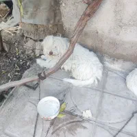 واگذار میشود