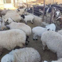 دامداری رهن و اجاره گوسفند و گاو|اجارهٔ دفتر صنعتی، کشاورزی، تجاری|شهرضا, |دیوار