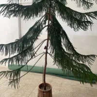 گل مطبق|گل و گیاه طبیعی|کیار, |دیوار