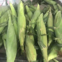 خرید و فروش ذرت مکزیکی