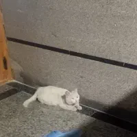 بچه گربه سفید