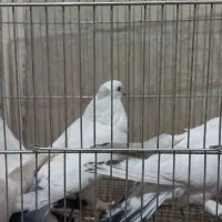 کبوتر ماده|پرنده|قم, کیوانفر|دیوار