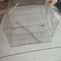 مرغ‌عشق|پرنده|شوش, |دیوار