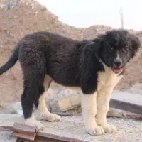 سگ قدرجونی ماده قهدریجانی|سگ|شهرضا, |دیوار