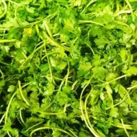 استخدام کارگر خانم در کارگاه سبزی