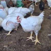 فروش مرغ و تخم مرغ