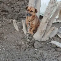 سگ پاکوتاه نر|سگ|گنبد کاووس, |دیوار