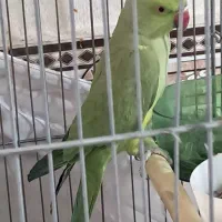 طوطی ملگو ۱ ماهه