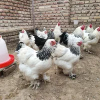 تخم مرغ نطفه دار برهما لایت  اصیل