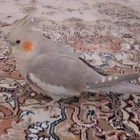 عروس هلندی اهویی ماده گمشده