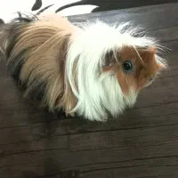 خوکچه فشن و قفس