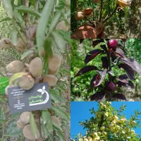 مجموعه نهالستان خرم نهال