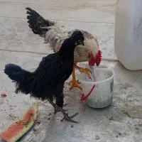 مرغ کاکولی خروس