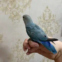 جوجه طوطی برزیلی تازه دونخور دستی|پرنده|تهران, هلال احمر|دیوار