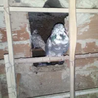 کبوترپرشی|پرنده|تهران, افسریه شمالی|دیوار