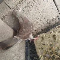 کله دم سبز|پرنده|خانمیرزا, |دیوار