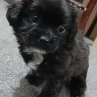 واگذاری یک عدد سگ ماده خانگی