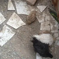 مرغ و بلدرچبن وخروس