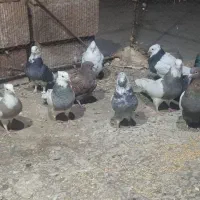 13 عدد پرنده|پرنده|نرماشیر, |دیوار