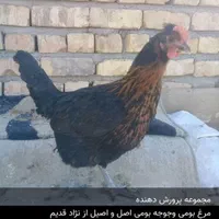 جوجه بومی ومرندی|حیوانات مزرعه|اصفهان, آفاران|دیوار