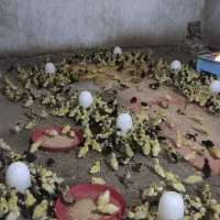 فروشندگی جوجه و اردک|حیوانات مزرعه|زابل, |دیوار