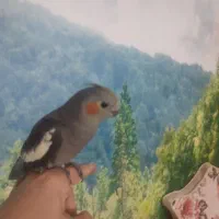 طوطی هلندی|پرنده|قزوین, |دیوار