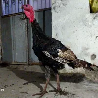 بوقلمون برنز نر|حیوانات مزرعه|آمل, |دیوار