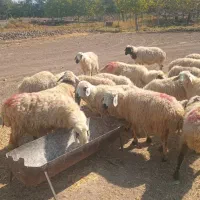۲۲راس میش