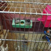 فنچ لپ سیاه معاوضه فقط با ماده قناری اماده|پرنده|شهرکرد, |دیوار